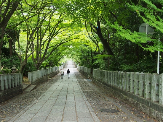 3994-13.6.19向日神社　参道.jpg